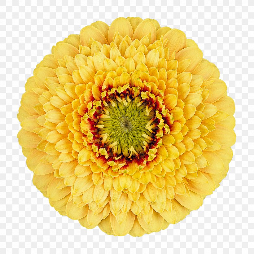 Transvaal Daisy Cut Flowers Chrysanthemum Wholesale, PNG, 1772x1772px, Transvaal Daisy, Afacere, Assortment Strategies, Bloemisterij, Chrysanthemum Download Free