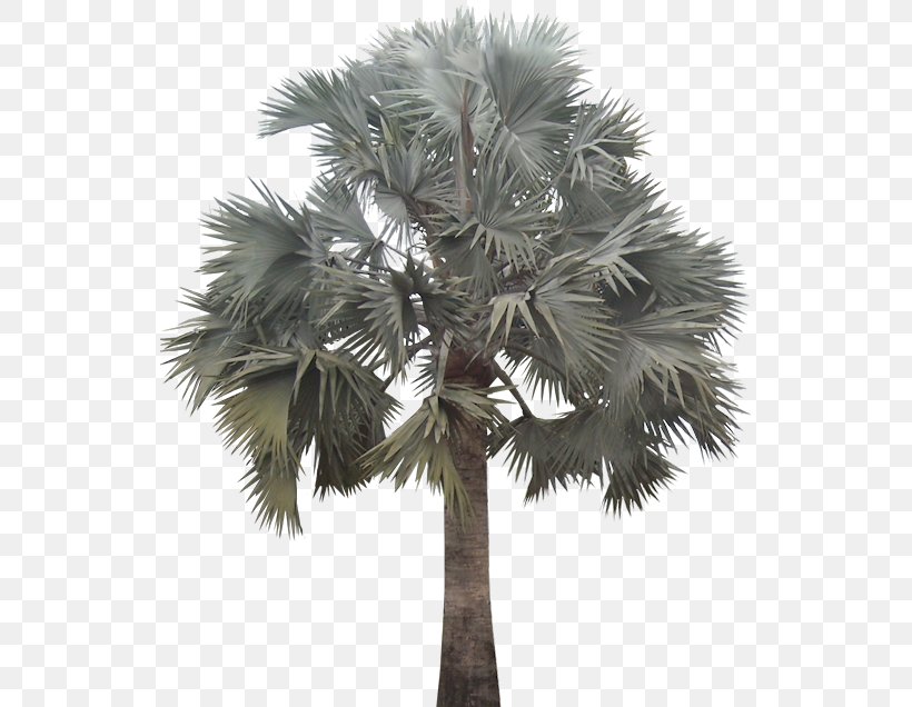 Arecaceae Bismarckia Plant Tree Date Palm, PNG, 531x636px, Arecaceae, Arecales, Asian Palmyra Palm, Attalea Speciosa, Bismarckia Download Free