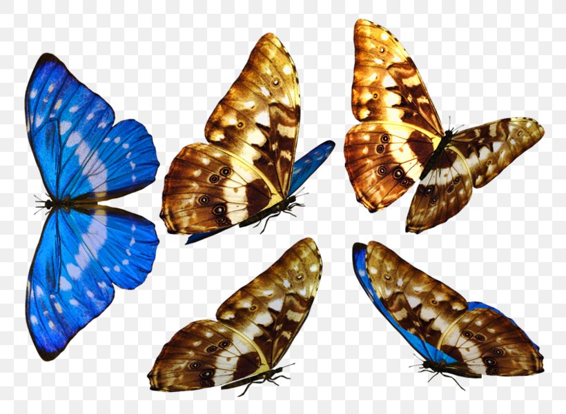 Brush-footed Butterflies Moth Butterfly, PNG, 777x600px, Brushfooted Butterflies, Arthropod, Brush Footed Butterfly, Butterfly, Fauna Download Free