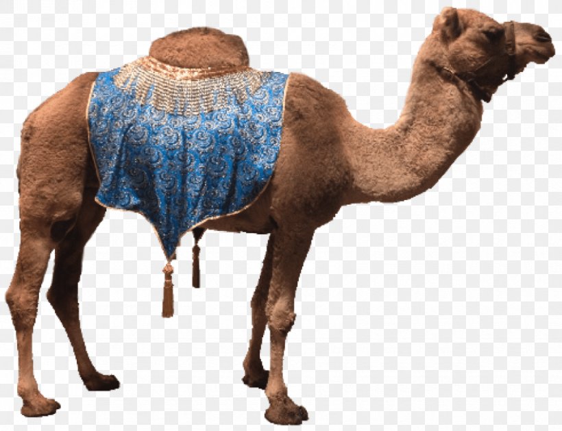 Dromedary Clip Art Bactrian Camel Image, PNG, 850x653px, Dromedary, Arabian Camel, Bactrian Camel, Camel, Camel Like Mammal Download Free