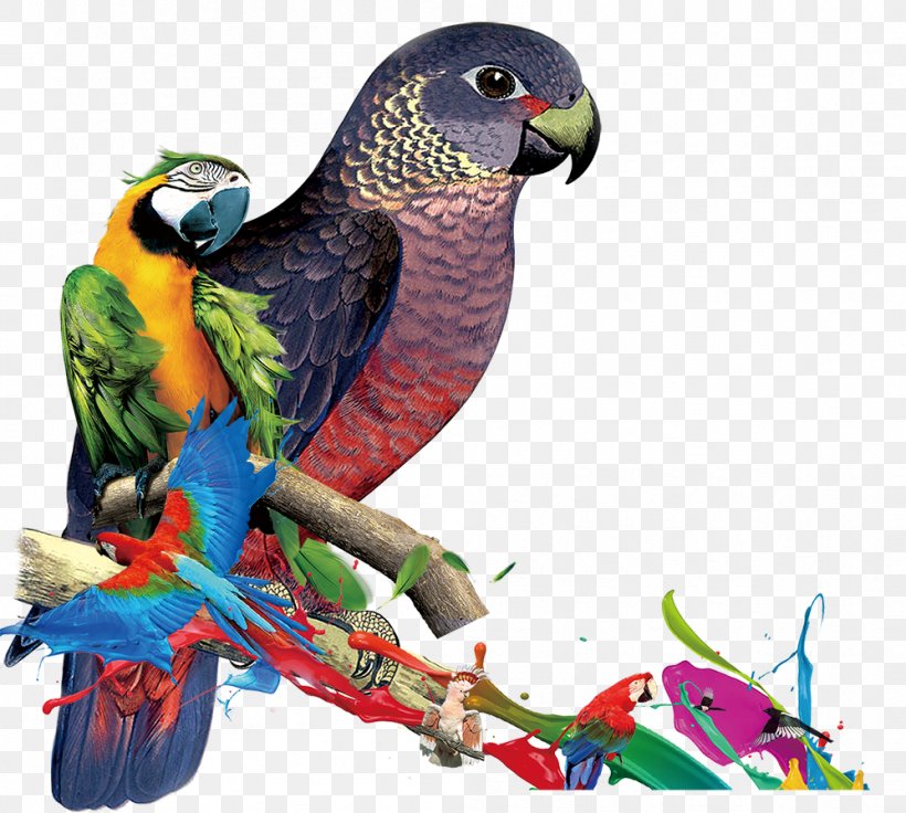 Parrot Macaw Lories And Lorikeets Parakeet Crested Myna, PNG, 998x896px, Parrot, Animal, Beak, Bird, Common Pet Parakeet Download Free