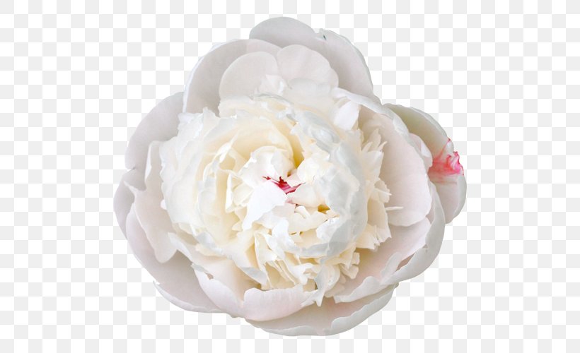 Peony White Flower Color Clip Art, PNG, 500x500px, Peony, Color, Cream, Cut Flowers, Dairy Product Download Free