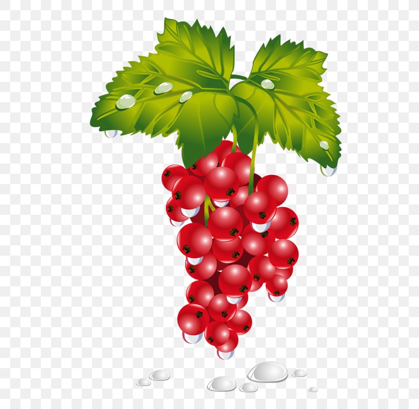 Redcurrant Berries Clip Art Fruit Image, PNG, 555x800px, Redcurrant, Berries, Berry, Currant, Flower Download Free