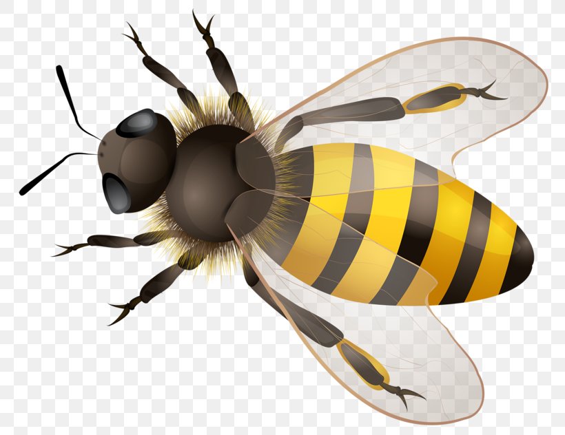 Honey Bee Maya, PNG, 800x632px, Bee, Arthropod, Fly, Honey Bee, Insect Download Free