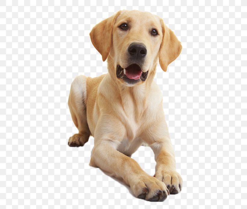 Labrador Retriever Golden Retriever Puppy Veterinarian Dog Training, PNG, 445x693px, Labrador Retriever, Carnivoran, Companion Dog, Dog, Dog Behavior Download Free