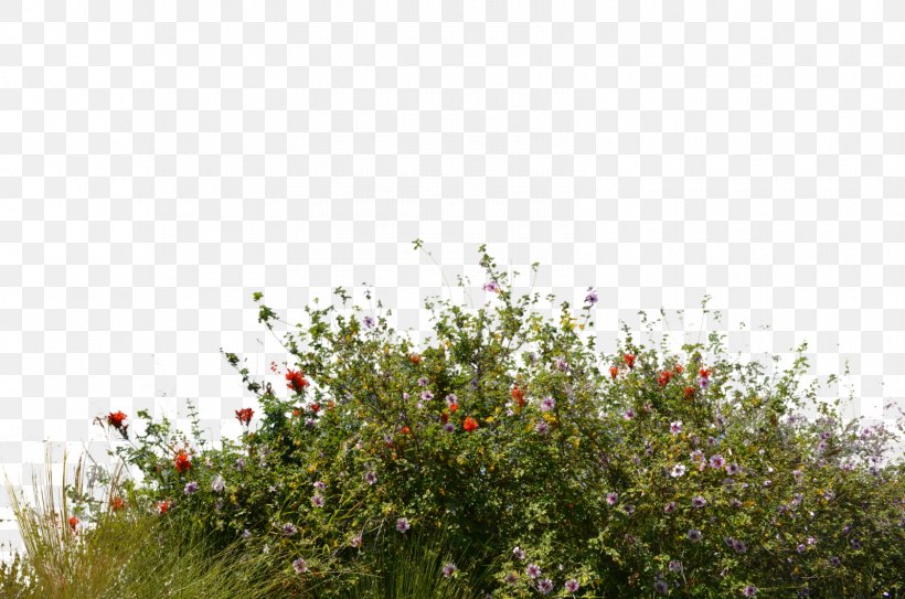 Shrub Wildflower, PNG, 1600x1060px, Shrub, Flora, Flower, Flower Garden, Garden Download Free