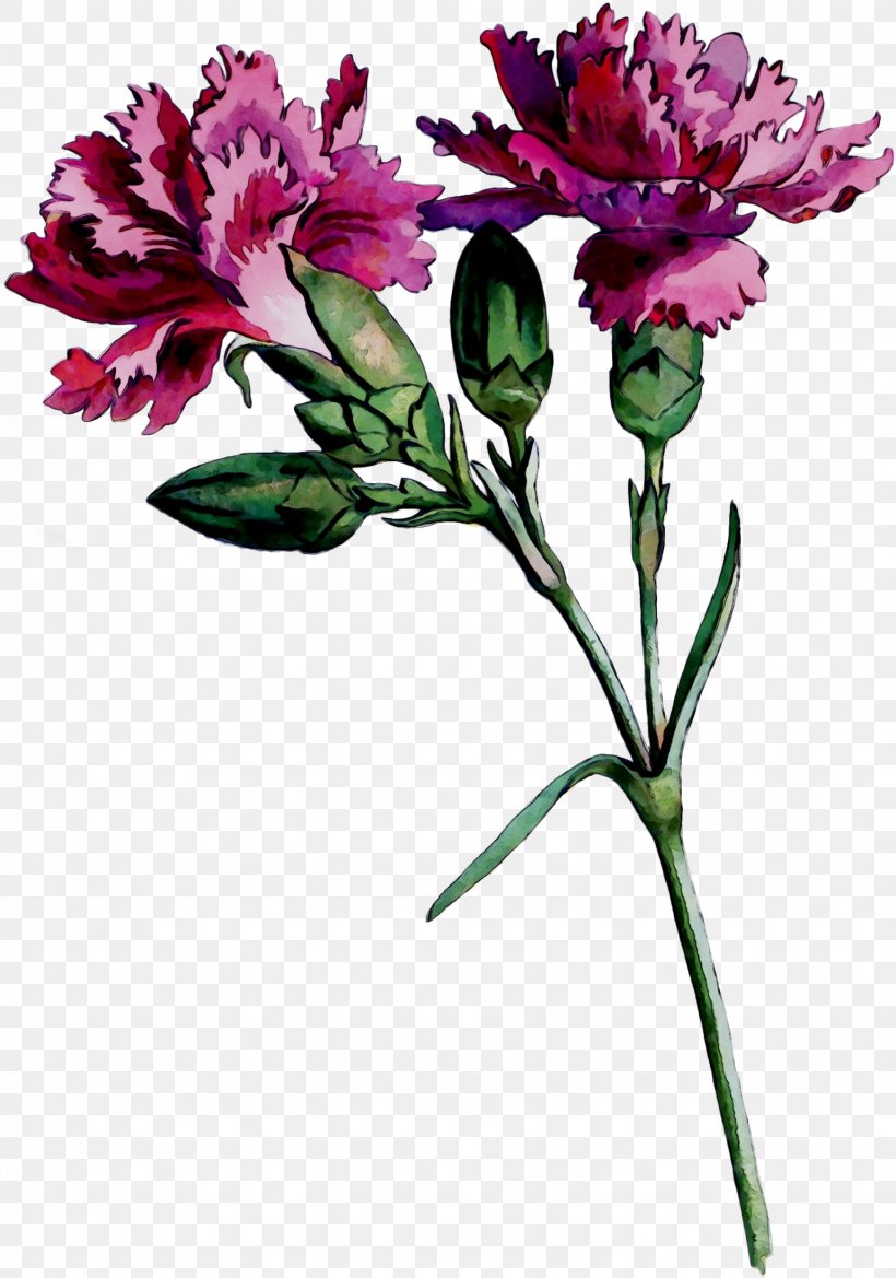 Cut Flowers Lily Of The Incas Floral Design Carnation, PNG, 1539x2195px, Cut Flowers, Annual Plant, Blume, Botany, Carnation Download Free