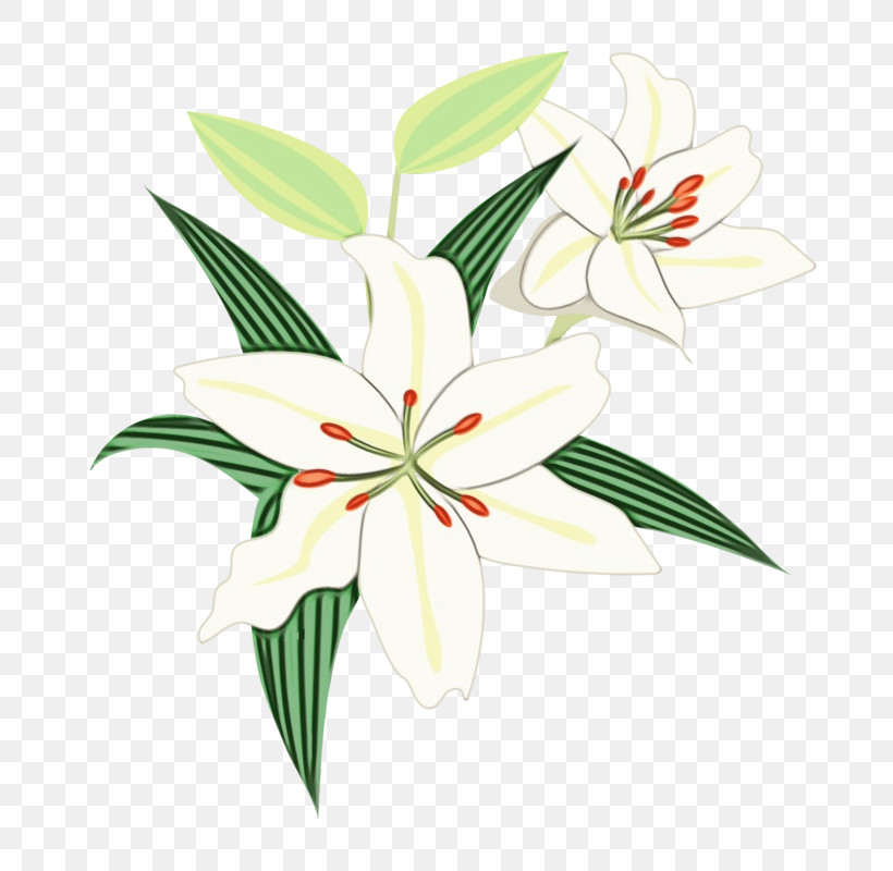 Floral Design, PNG, 800x800px, Watercolor, Amaryllis, Biology, Cut Flowers, Floral Design Download Free