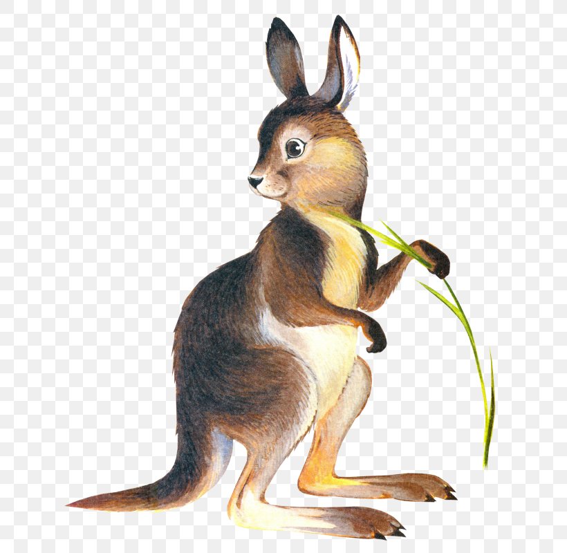 Kangaroo Drawing Marsupial Clip Art, PNG, 663x800px, Kangaroo, Animal, Art, Digital Image, Domestic Rabbit Download Free