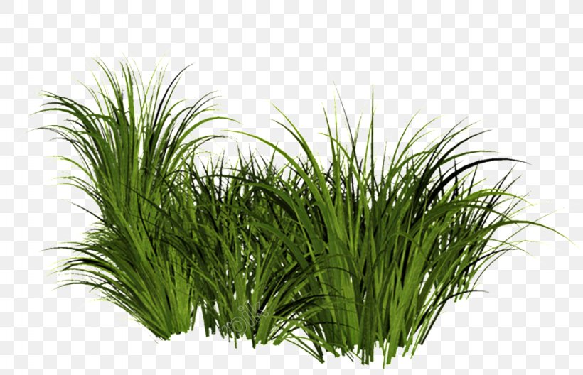 Clip Art Grasses Ornamental Grass Image, PNG, 1024x660px, Grasses, Chrysopogon Zizanioides, Commodity, Drawing, Grass Download Free