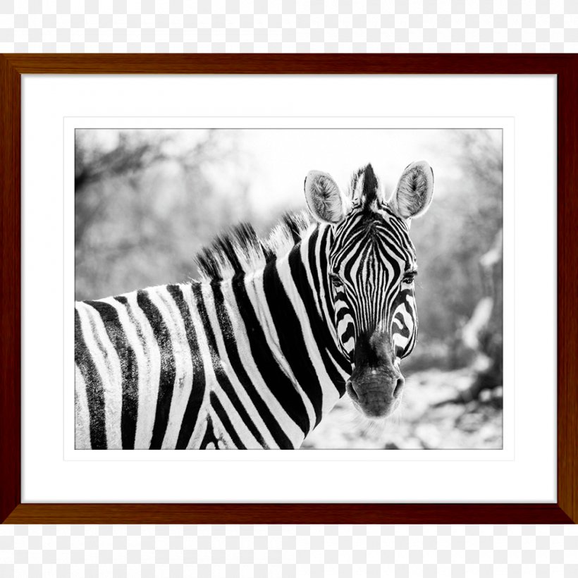 Quagga National Zoological Park Grévy's Zebra Wildebeest, PNG, 1000x1000px, Quagga, Animal, Black And White, Depositphotos, Fauna Download Free