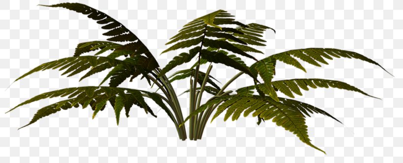 Arecaceae 2016 Nissan LEAF Megabyte Clip Art, PNG, 800x333px, 2016 Nissan Leaf, Arecaceae, Arecales, Flowerpot, Herbaceous Plant Download Free
