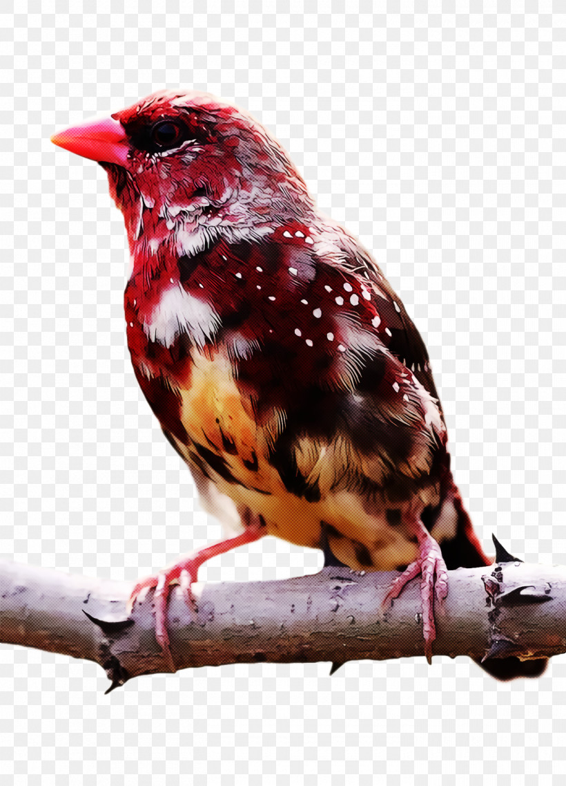 Bird, PNG, 1400x1942px, Bird, Beak, Biology, Birds, Case Download Free