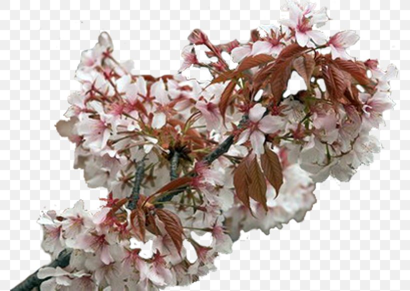 Cherry Blossom ST.AU.150 MIN.V.UNC.NR AD Cherries, PNG, 779x582px, Cherry Blossom, Artificial Flower, Blossom, Branch, Cherries Download Free