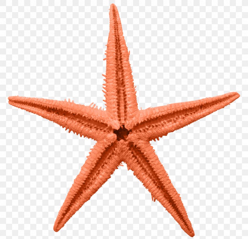 Common Starfish Linckia Laevigata Orange, PNG, 1280x1234px, Starfish, Asterias, Blue, Centimeter, Color Download Free