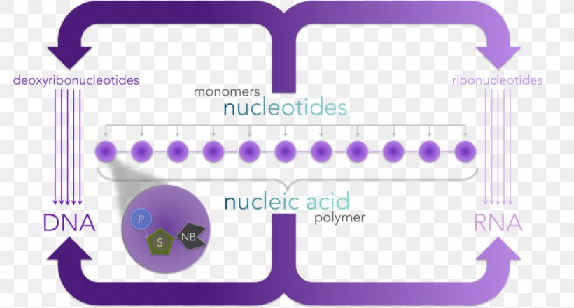 Deoxyribonucleotide Nitrogenous Base Nucleic Acid Adenine, PNG, 1000x539px, Nucleotide, Acid, Adenine, Area, Base Download Free