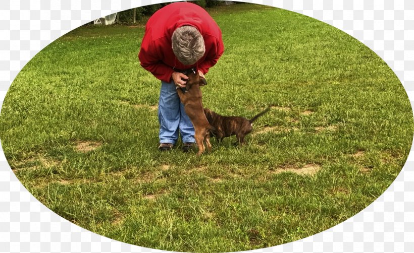Dog Lawn Obedience Training Meadow Grasses, PNG, 1198x734px, Dog, Dog Like Mammal, Family, Field, Google Play Download Free
