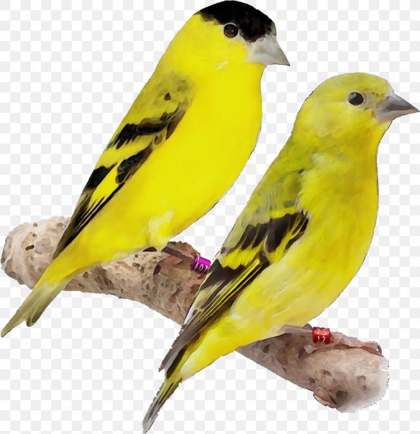 Bird Finch Atlantic Canary Beak Songbird, PNG, 1127x1164px, Watercolor, Atlantic Canary, Beak, Bird, Canary Download Free