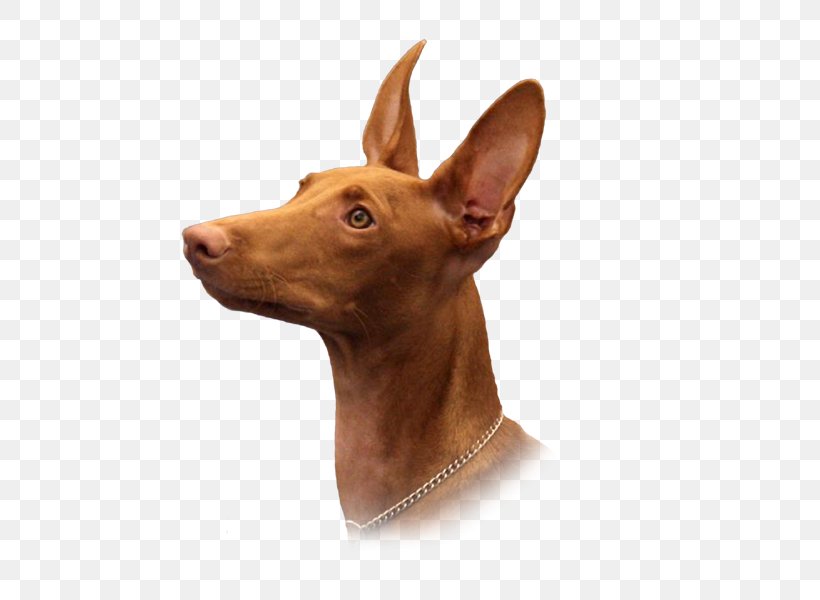 Dog Breed Pharaoh Hound Cirneco Dell'Etna Pig's Ear Pinscher, PNG, 800x600px, Dog Breed, Breed, Carnivoran, Cirneco Dell Etna, Dog Download Free