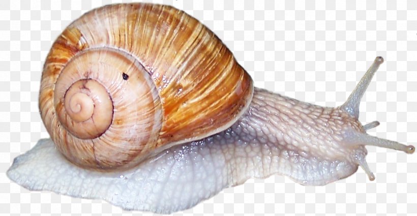 Sea Snail Slug Gastropods Schneckenkorn, PNG, 1240x643px, Snail, Animal, Conchology, Escargot, Garden Download Free