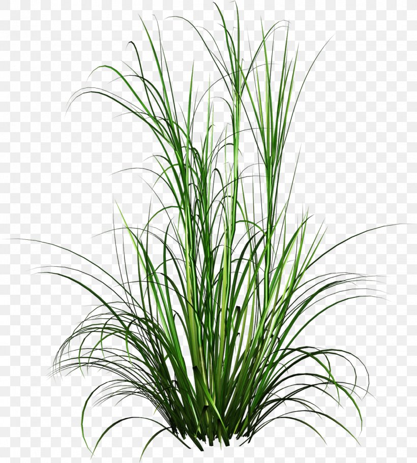 Clip Art Image Drawing Grasses, PNG, 1439x1600px, Drawing, Chrysopogon Zizanioides, Commodity, Grass, Grass Family Download Free