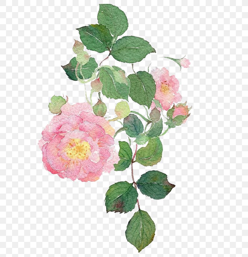 Garden Roses Watercolour Flowers Dog-rose Watercolor Painting, PNG, 658x850px, Garden Roses, Art, Dogrose, Floral Design, Floribunda Download Free