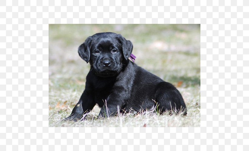 Labrador Retriever Flat-Coated Retriever Puppy Dog Breed Borador, PNG, 500x500px, Labrador Retriever, American Kennel Club, Borador, Breed, Breed Group Dog Download Free