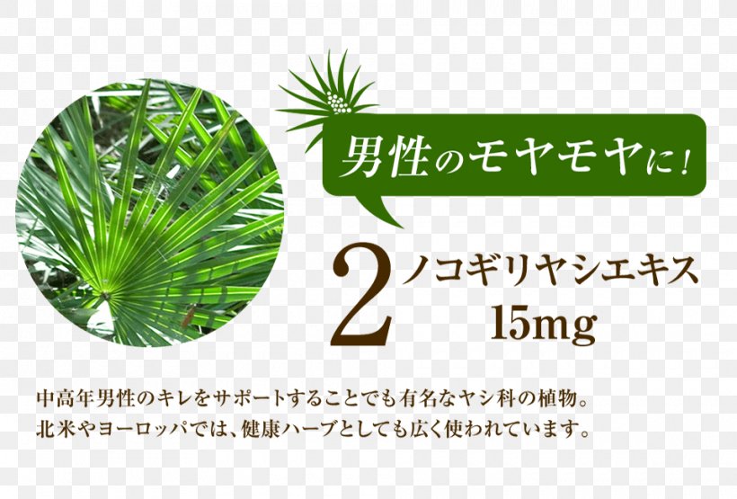 Palm Trees Herbalism Tomoni Woman, PNG, 960x650px, Palm Trees, Brand, Extract, Extraction, Grass Download Free