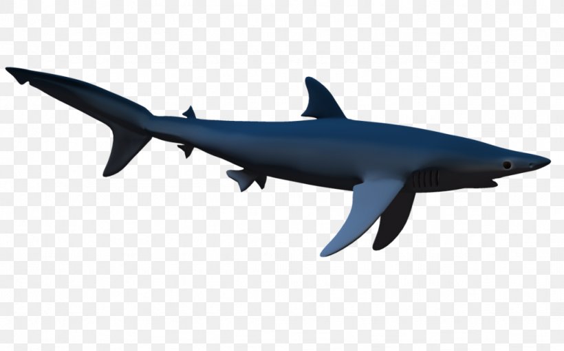 Squaliform Sharks Three-dimensional Space Cetacea Fish, PNG, 1024x639px, Squaliform Sharks, Animal, Blue Shark, Cartilaginous Fish, Cetacea Download Free