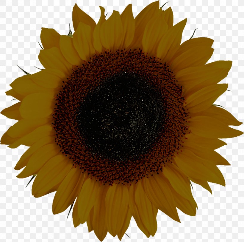 Sunflower, PNG, 850x841px, Sunflower, Asterales, Flower, Petal, Plant Download Free