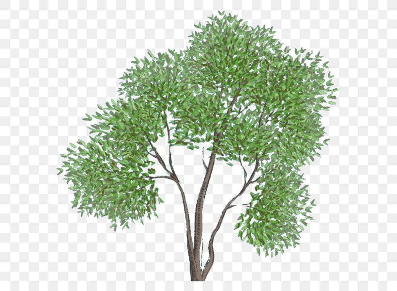 Treelet Clip Art, PNG, 596x600px, Treelet, Branch, Computer Software, Drawing, Flowerpot Download Free