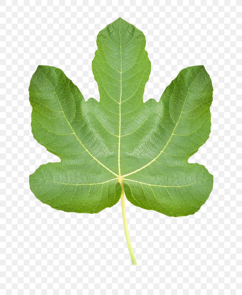 Common Fig Ficus Pumila Fig Leaf Stock Photography Png 777x1000px Common Fig Ficus Pumila Fig Leaf