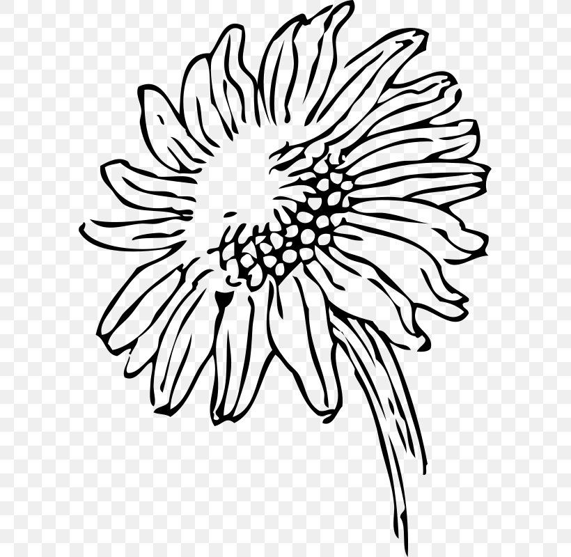 Drawing Common Sunflower Clip Art, PNG, 593x800px, Drawing, Artwork, Black, Black And White, Blog Download Free