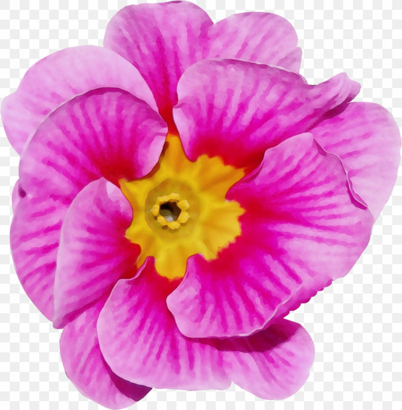Flower Annual Plant Herbaceous Plant Petal Violaceae, PNG, 1024x1047px, Watercolor, Annual Plant, Biology, Flower, Herbaceous Plant Download Free