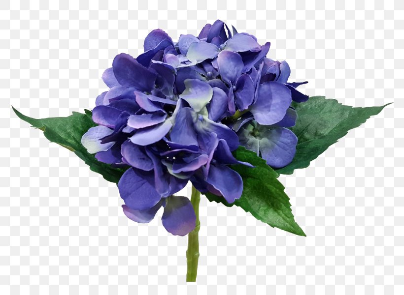 Hydrangea Cut Flowers Flower Bouquet Rose Family, PNG, 800x600px, Hydrangea, Blue, Cornales, Cut Flowers, Family Download Free