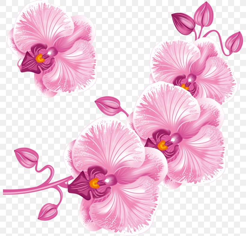 Moth Orchids Clip Art, PNG, 800x788px, Orchids, Cut Flowers, Floral Design, Flower, Flower Arranging Download Free