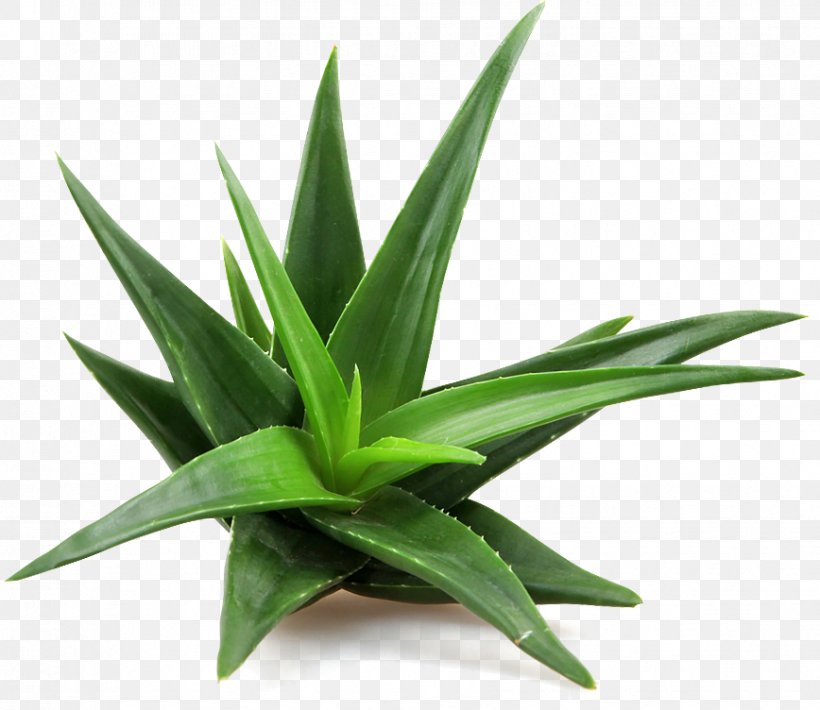 Aloe Vera Succulent Plant Skin Care, PNG, 868x752px, Aloe Vera, Agave, Agave Azul, Aloe, Cream Download Free