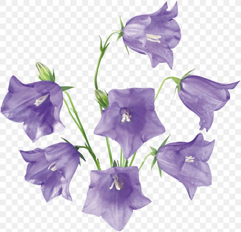 Bellflowers, PNG, 1024x989px, Flower, Bellflower, Bellflower Family, Bellflowers, Color Download Free