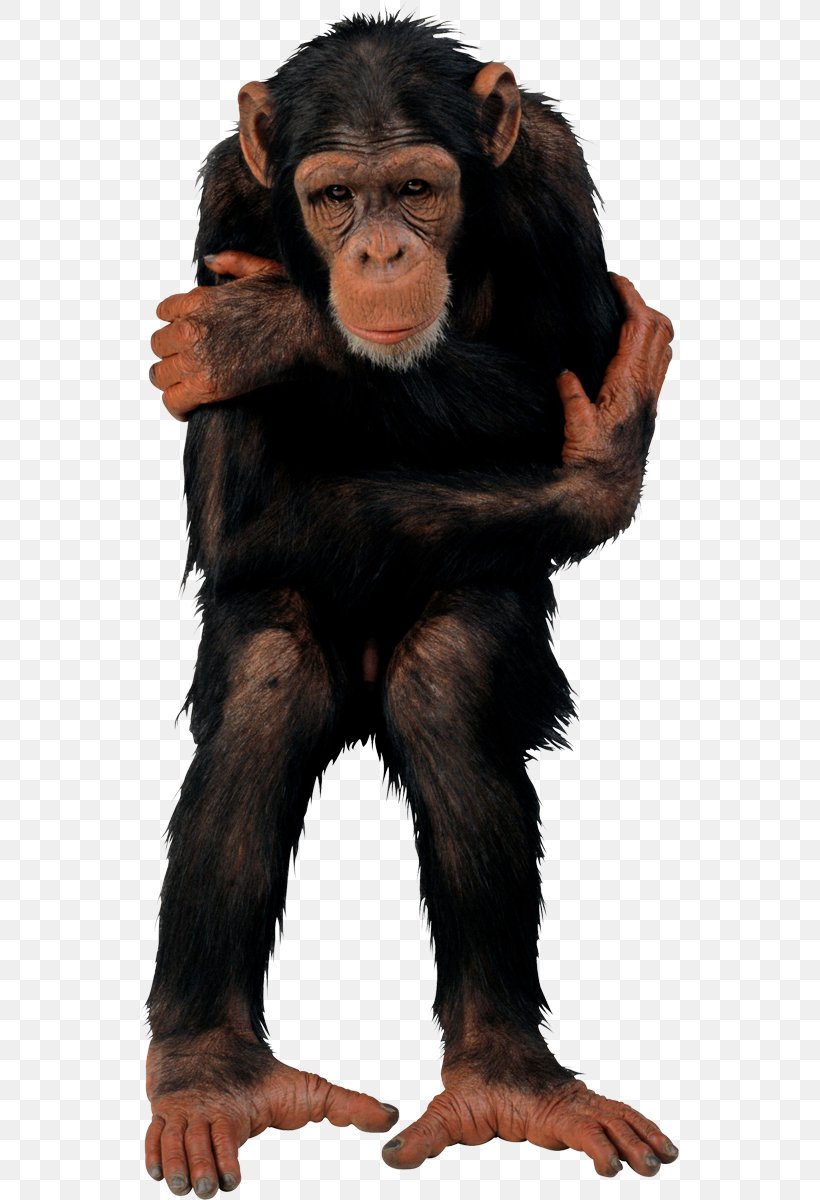 Common Chimpanzee Primate Vertebrate T-shirt Monkey, PNG, 539x1200px, Common Chimpanzee, Animal, Ape, Baboons, Fur Download Free