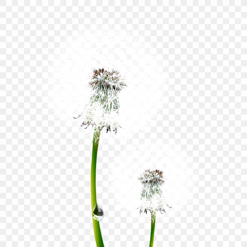 Common Dandelion Taraxacum Platycarpum Nagammal Mills P Ltd Euclidean Vector, PNG, 1200x1200px, Common Dandelion, Branch, Dandelion, Flora, Floral Design Download Free