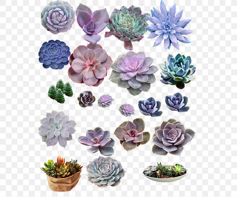 Light Flowerpot Purple Petal Houseplant, PNG, 556x681px, Light, Blue, Electric Light, Flower, Flowerpot Download Free