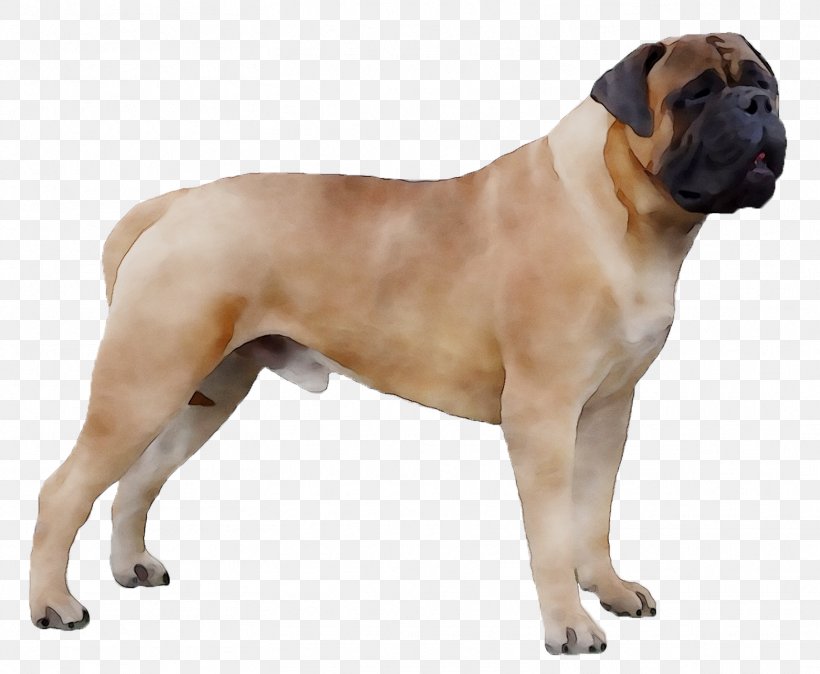 Valley Bulldog Old English Bulldog Olde English Bulldogge Boerboel Bullmastiff, PNG, 1562x1284px, Valley Bulldog, American Mastiff, Ancient Dog Breeds, Australian Bulldog, Boerboel Download Free