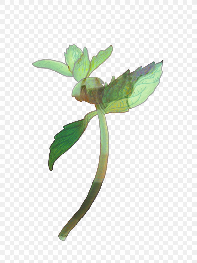 Mint Leaf, PNG, 2250x3000px, Mint, Eucalyptus, Flower, Herb, Leaf Download Free