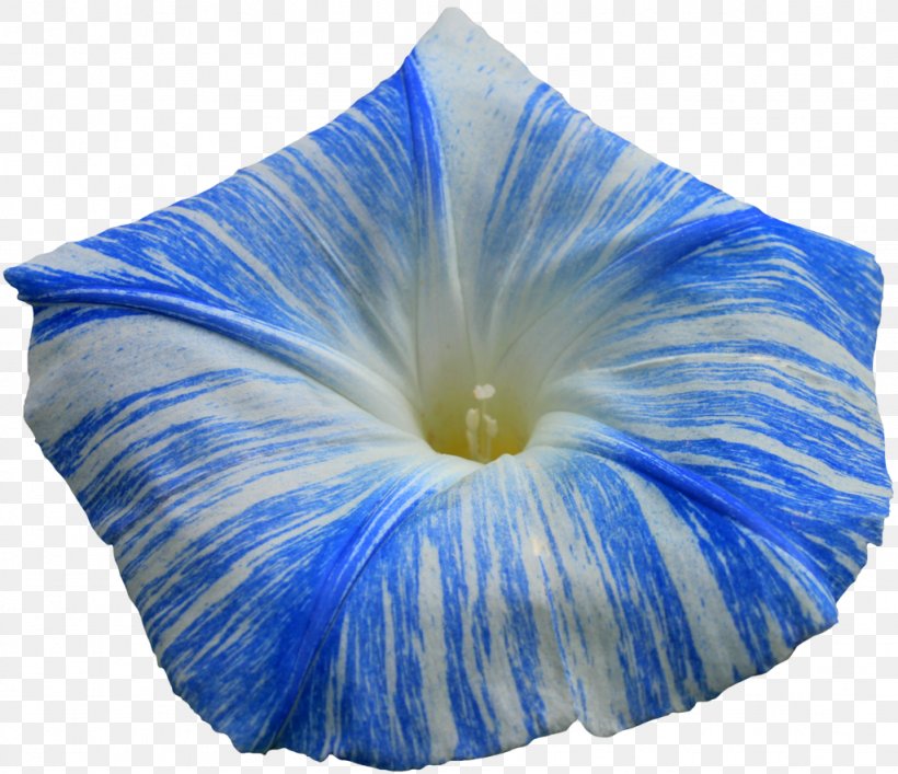 Morning Glory Flower Ipomoea Indica Ipomoea Purpurea, PNG, 1024x884px, Morning Glory, Annual Plant, Blue, Cobalt Blue, Electric Blue Download Free