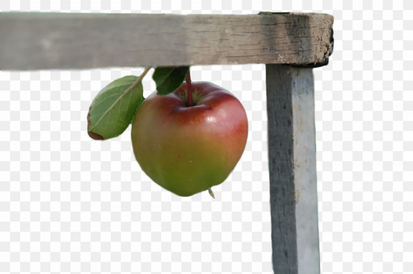 Apple, PNG, 1920x1276px, Apple Download Free