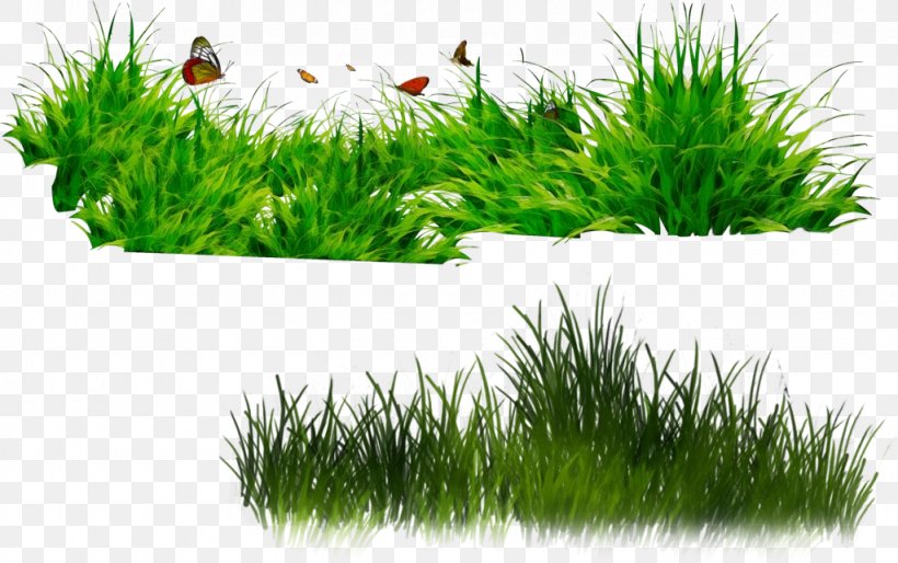 Grass Green Lawn Plant Grass Family, PNG, 1024x643px, Watercolor, Grass, Grass Family, Green, Herb Download Free