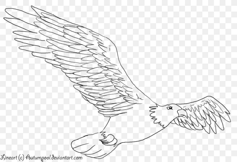 Line Art Drawing Birds Eagle, PNG, 816x560px, Watercolor, Cartoon, Flower, Frame, Heart Download Free