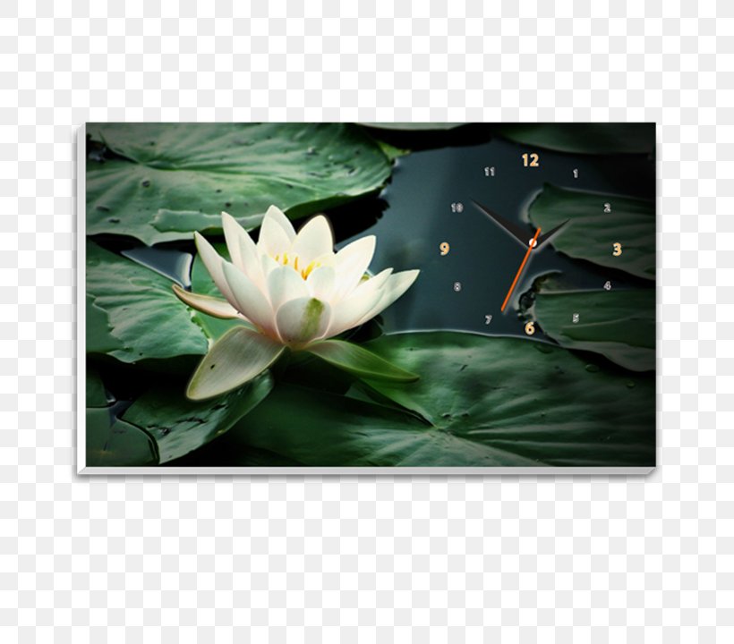 White Water-Lily Pond Sacred Lotus Nymphaea Lotus, PNG, 720x720px, White Waterlily, Flora, Flower, Highdefinition Television, Leaf Download Free
