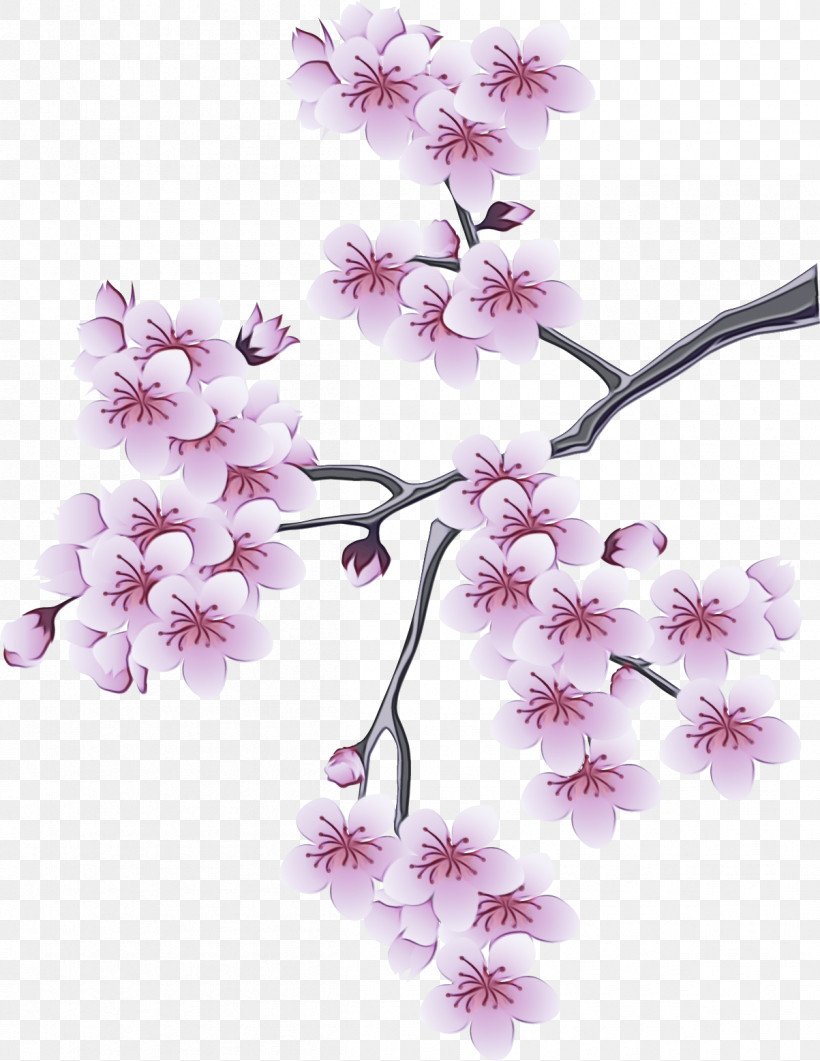 Cherry Blossom, PNG, 1203x1557px, Watercolor, Blossom, Branch, Cherry Blossom, Flower Download Free