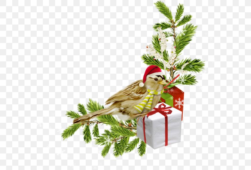 Christmas Ornament Christmas Decoration Bombka Clip Art, PNG, 600x554px, Christmas, Aquifoliaceae, Beak, Bird, Bombka Download Free
